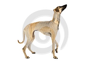 Arabian Sloughi dogÃÂ isolated on a white